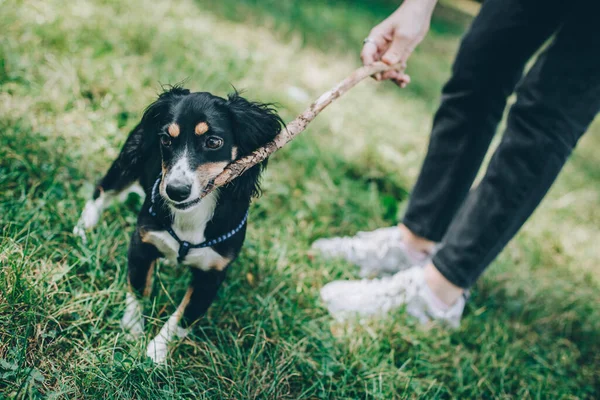 Adorable Chiot Son Propriétaire Jouant Avec Bâton Sur Une Herbe — Photo