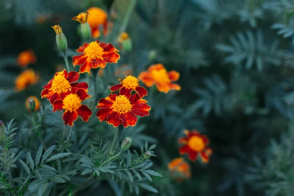 Jasne Pomarańczowe Kwiaty Nagietka Tagetes Patula Ciemnozielonym Tle Zbliżenie — Zdjęcie stockowe