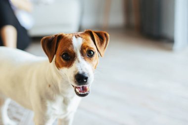 Sevimli köpek yavrusu Jack Russell Terrier evde, kameraya bakıyor. Küçük bir köpeğin portresi..
