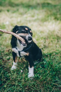 Yeşil çimenlerde sopayla oynayan sevimli köpek yavrusu. Küçük bir köpeğin portresi..