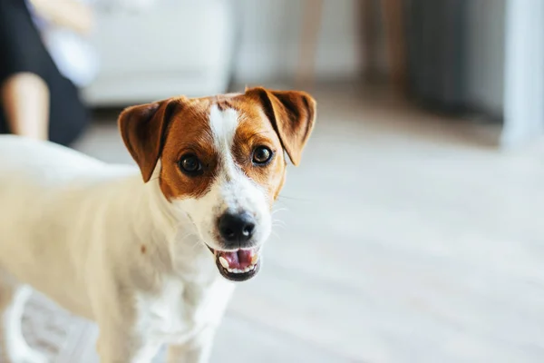 Adorable Chiot Jack Russell Terrier Maison Regardant Caméra Portrait Petit — Photo
