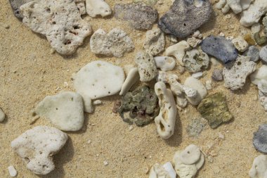 Sahilde kırık mercan