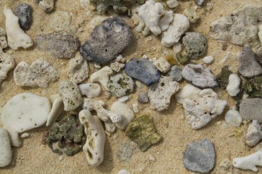 Sahilde kırık mercan