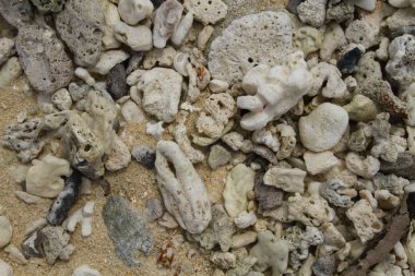 Sahilde kırık mercan