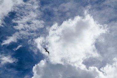  Kuş, arka plandaki kalın bulutların altında gökyüzünde uçuyor.