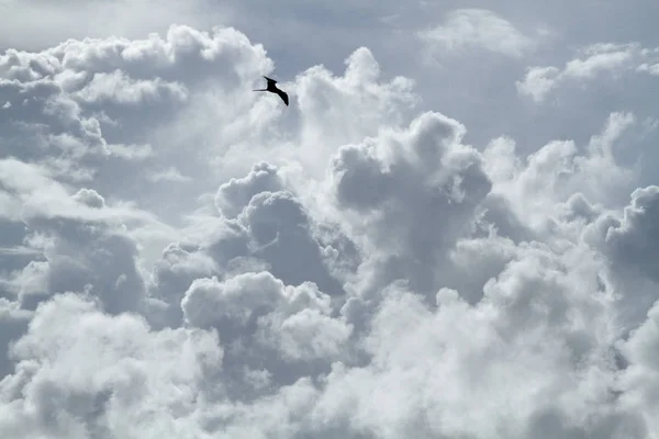 Letící Pták Vysoko Obloze Husté Mraky Pozadí — Stock fotografie