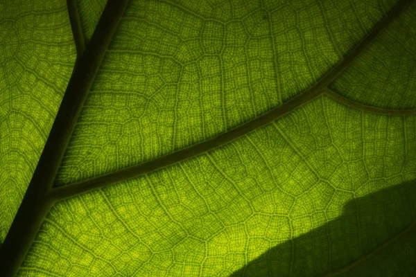 The leaf unique texture and colour picture