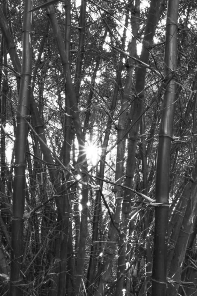 Бамбуковий Ліс Чорно Білому — стокове фото