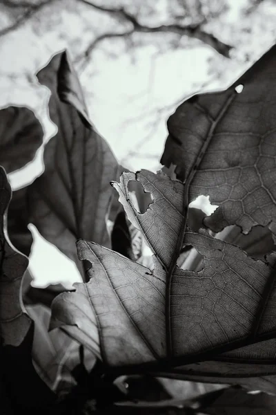 Siyah Beyaz Yapraklarda Delikler — Stok fotoğraf