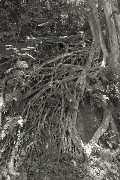 Гілки Коренів Великого Дерева — стокове фото