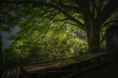 Gölgeli büyük ağacın altında güzel görünüm