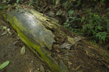 Bir patika kenarında çürümüş ağaç gövdesi