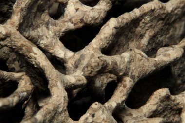 Makro, tahtakurularının oluşturduğu hasarlı kerestenin içindeki delikleri ve tünelleri vurdu.