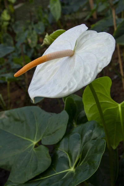 Güzel Beyaz Antoryum Beyaz Laceleaf Çiçek — Stok fotoğraf