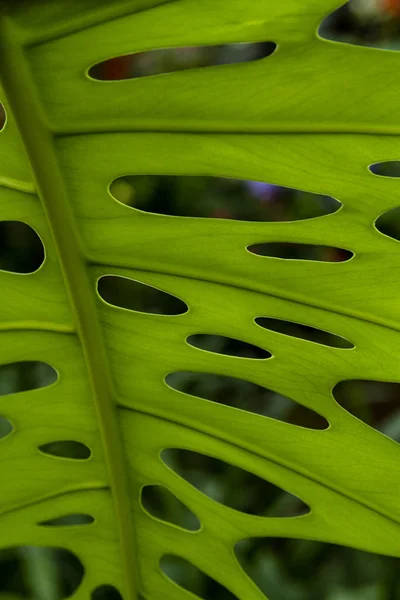 Monstera Deliciosa Monstera Leaf — Stock Photo, Image