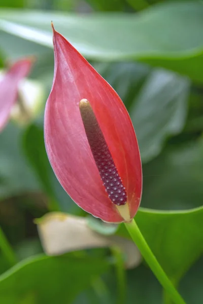 Güzel Kırmızı Antoryum Kırmızı Laceleaf Çiçek — Stok fotoğraf