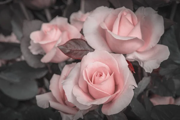 Beautiful Roses Close Picture — Stock Photo, Image