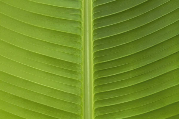 Banana Leaf Vzor Detail — Stock fotografie