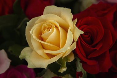 Güzel güller yakın çekim resim