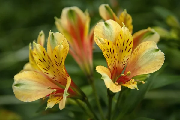Krásný Astromelia Květiny Close Obrázek — Stock fotografie