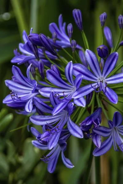 Agapanthus purple cloud, African lily