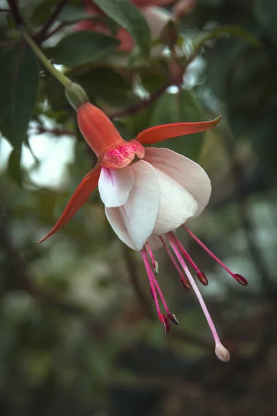 Hermosa Flor Fucsia Cerca — Foto de Stock
