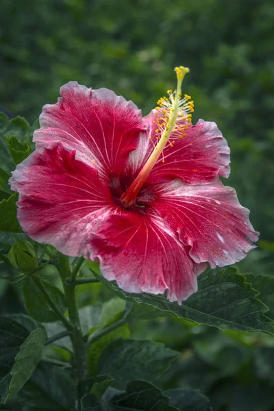 Bellissimo Fiore Ibisco Primo Piano — Foto Stock