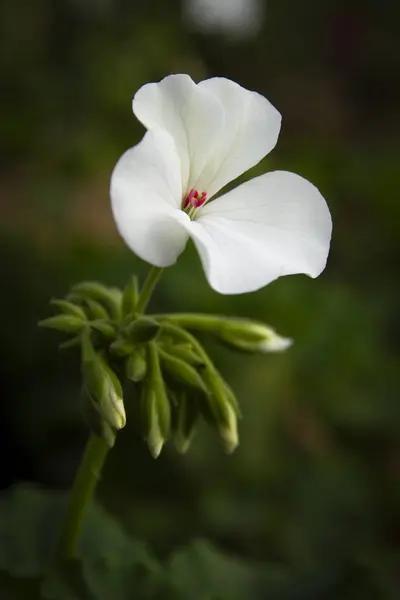 Bella Sembrava Selvaggio Bianco Fiore Close Immagine — Foto Stock