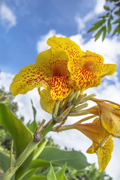 Canna Indica Sarı Renkli Çiçekler — Stok fotoğraf