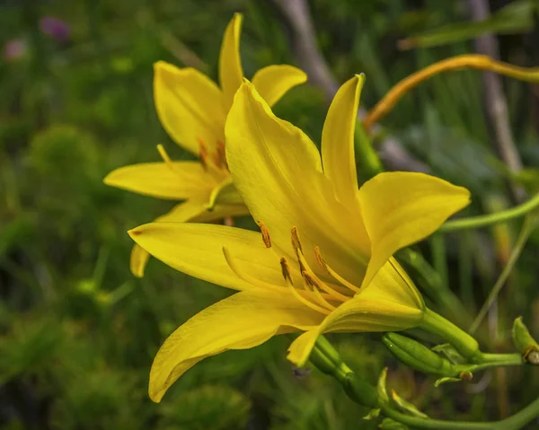 Žlutý Den Lilie Květiny — Stock fotografie