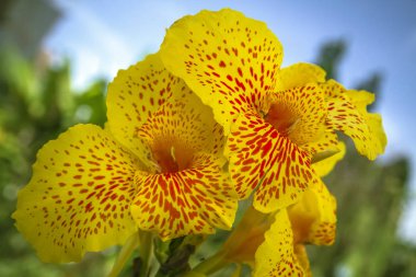 Canna Indica sarı renk çiçek