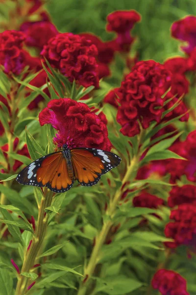 Papillon Sur Des Fleurs Celosia Argentea Cristata — Photo