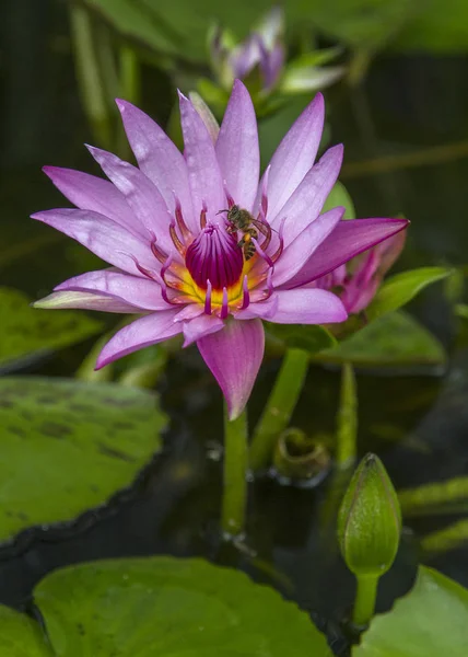 Bee Beautiful Water Lilies — Stock Photo, Image