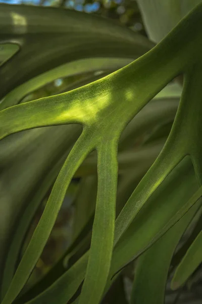 Staghorn Kapradiny Nebo Elkorn Kapradiny Platycerium Bifurcatum Listy Close — Stock fotografie