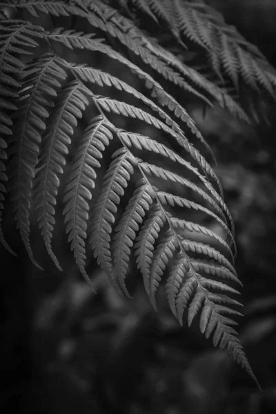 Eğreltiotu yaprakları görüntü siyah beyaz