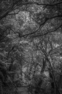 Siyah beyaz volkanik krater yanında çevredeki orman manzaralı