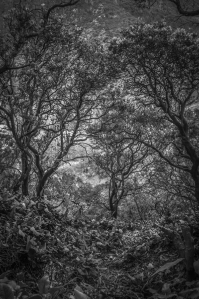 Вид Навколишнього Лісу Біля Вулканічного Кратера Чорно Білому — стокове фото