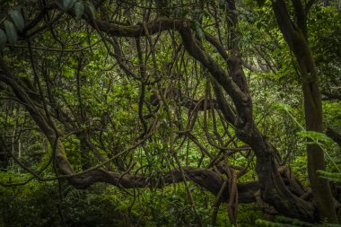 Yağmur ormanları manzara volkanik krater yakınındaki