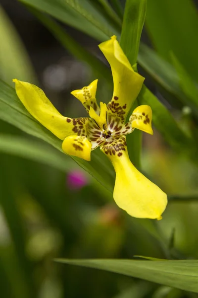 Gul Vandrande Iris Blomma — Stockfoto