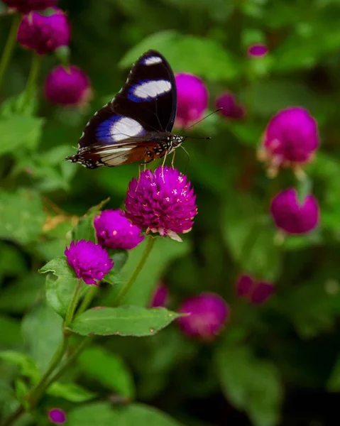 Bela Borboleta Flor Gomphrena Para Ajudar Polinizar Plantas — Fotografia de Stock