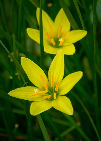 Krásné Zářivě Žluté Zephyranthes Květiny — Stock fotografie