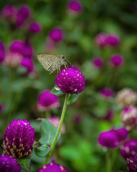 Bela Borboleta Flor Gomphrena Para Ajudar Polinizar Plantas — Fotografia de Stock