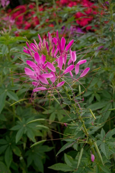 Рожева Квітка Павука Розмита Квітка Хаселіана — стокове фото