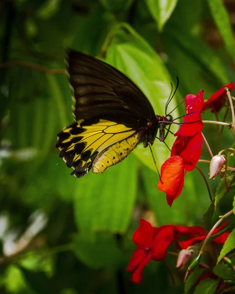 花朵上美丽的蝴蝶帮助植物授粉 — 图库照片