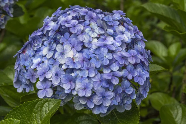 Bellissimi Fiori Ortensia Macrophylla Viola — Foto Stock