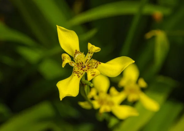 Flor Amarilla Del Iris Caminando — Foto de Stock