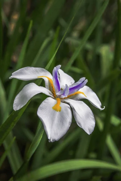 Krásná Víla Divoká Iris Květ Detail Obrázku — Stock fotografie
