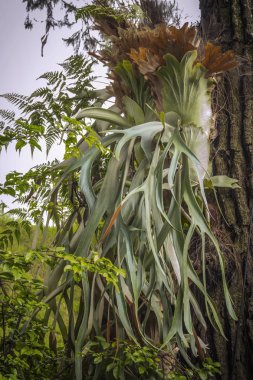 Staghorn eğreltiotu veya elkhorn eğreltiotu, Platycerium bifurcatum