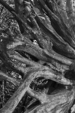 Büyük ağaç dalları siyah beyaz bir resim kökleri.