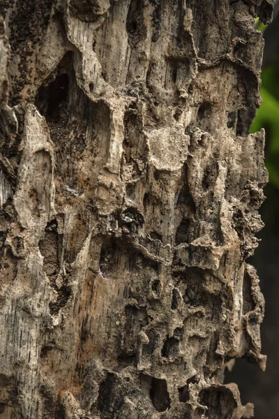 Hasarlı Kereste termitler tarafından oluşturulmuş